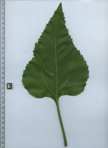 leafbottom