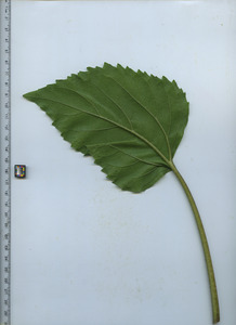 leafbottom