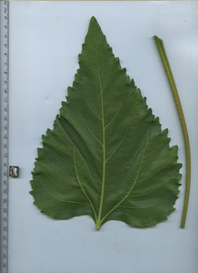 leafbottom