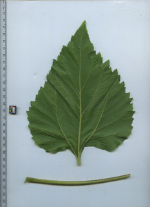 leafbottom