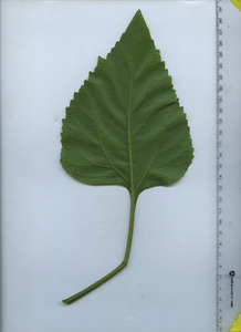 leafbottom