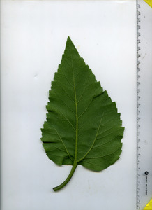 leafbottom