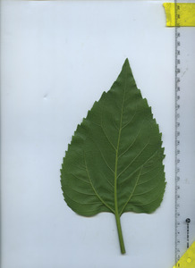 leafbottom
