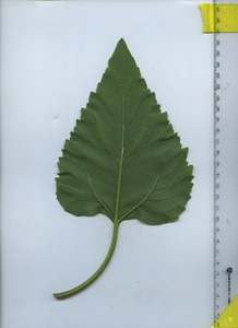 leafbottom