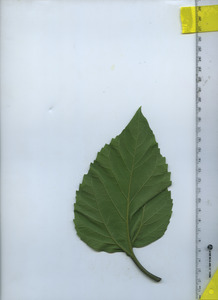 leafbottom