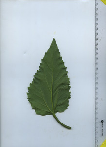 leafbottom