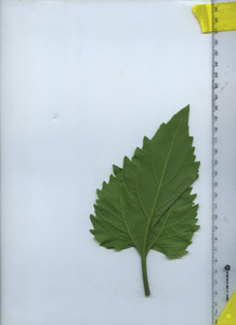 leafbottom