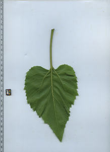 leafbottom
