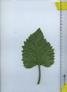 leafbottom