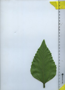 leafbottom