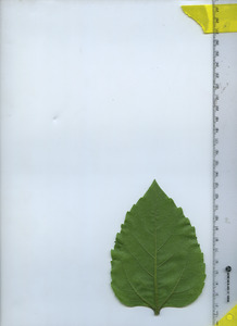 leafbottom