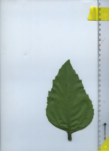 leafbottom