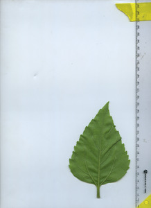 leafbottom