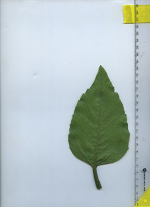 leafbottom