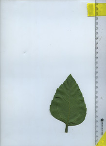 leafbottom