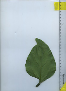 leafbottom