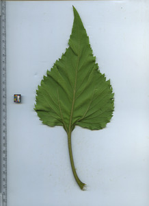 leafbottom