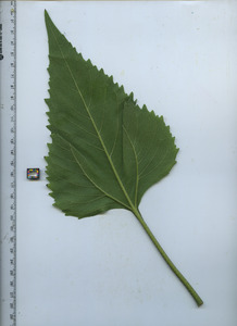leafbottom