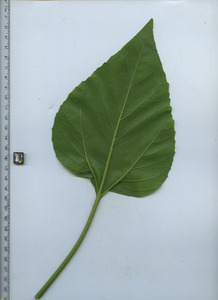 leafbottom