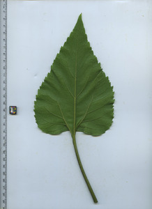 leafbottom