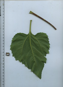 leafbottom