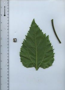 leafbottom
