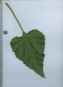 leafbottom