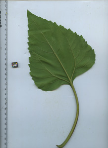 leafbottom