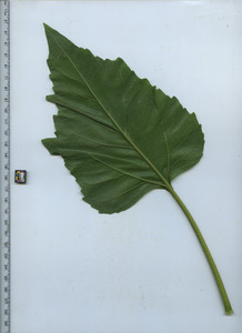 leafbottom