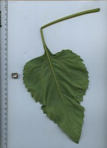 leafbottom