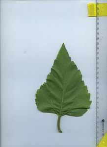 leafbottom