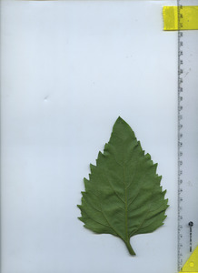 leafbottom