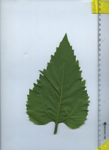 leafbottom