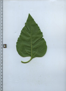 leafbottom