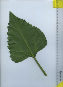 leafbottom