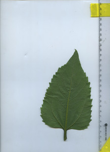leafbottom