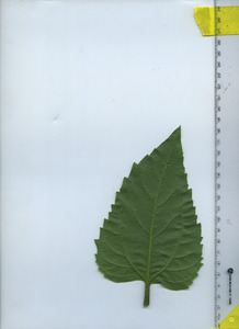 leafbottom