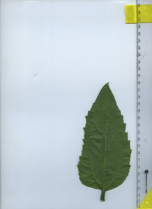 leafbottom