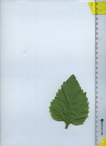 leafbottom