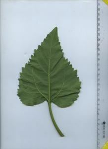 leafbottom