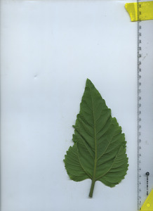 leafbottom