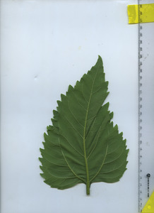 leafbottom