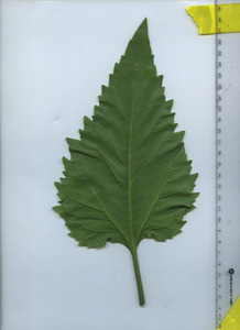 leafbottom