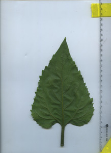 leafbottom