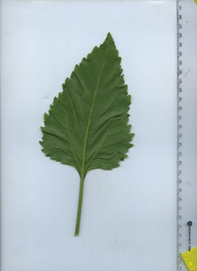 leafbottom