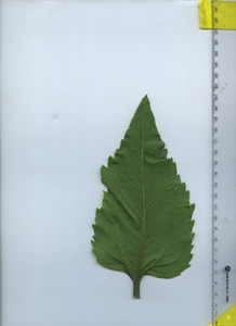 leafbottom