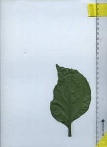 leafbottom