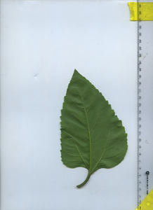 leafbottom