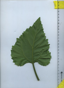leafbottom