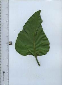 leafbottom